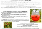 Rafaga trap flypack trappola insetticida per il controllo della mosca della frutta - immagine 3
