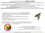 Rafaga olitrap flypack trappola insetticida per il controllo della mosca dell'olivo - immagine 3