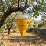 Trappola karate flypack trap B insetticida controllo per la lotta alla mosca dell'olivo