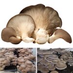 Kit per coltivazione fungo cardoncello substrato balletta funghi cardoncelli