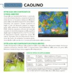 Caolino corroborante potenziatore difese naturali MOSCA DELL'OLIVO 25 kg - immagine 2