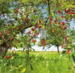 10 TRAPPOLE PER MOSCHE VESPE CALABRONI MOSCA DELL'ULIVO BIO TAPPO TRAPPOLA fu - immagine 2
